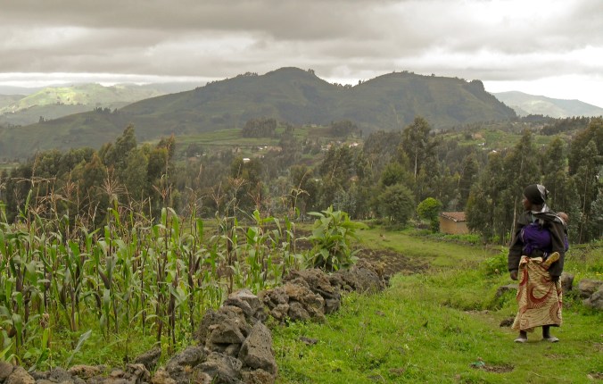 Gorillas - November 2010 028