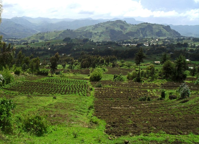 Gorillas - November 2010 122