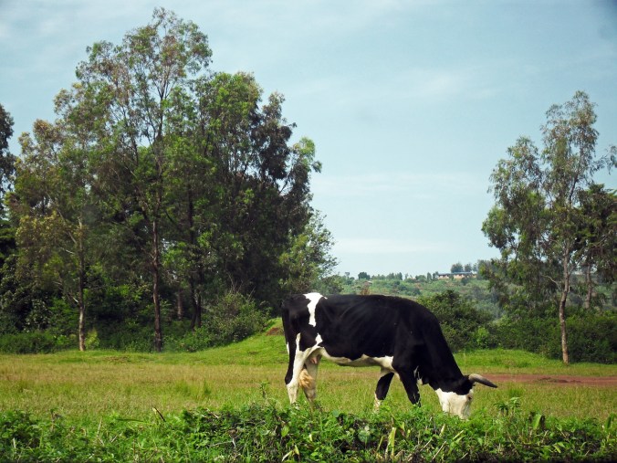 One of my neighbours