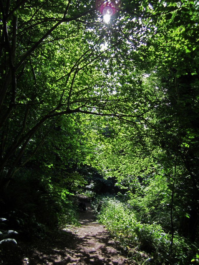 Torquay woodland