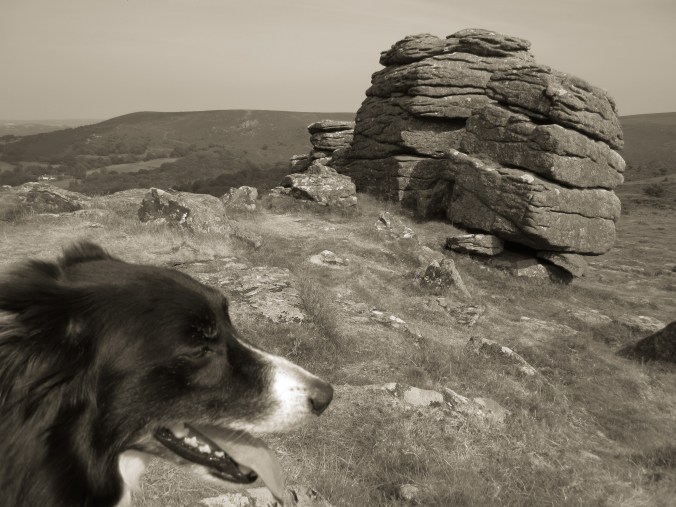 Dartmoor and posing collie