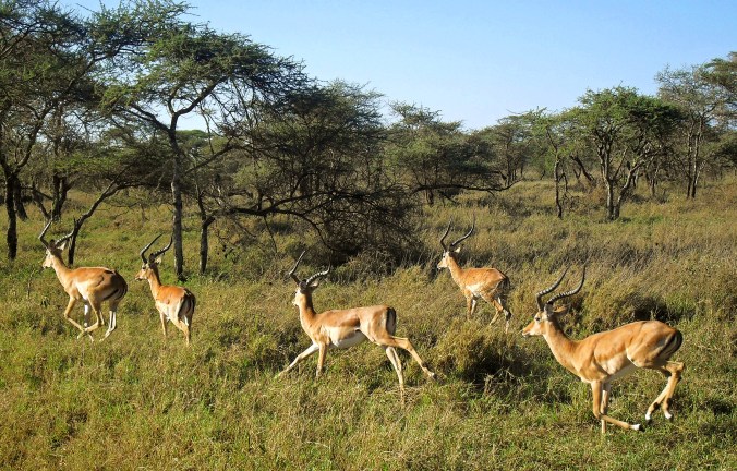 Tanzania and Zanzibar 2010 051