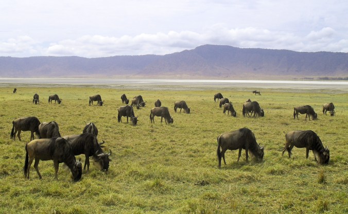 Tanzania and Zanzibar 2010 254
